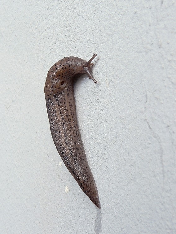 Limax millipunctatus (Forcart) da San Marco in Lamis (FG)